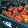 Как и где хранить свежие помидоры в домашних условиях Как правильно хранить свежие помидоры в холодильнике