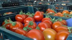 Как и где хранить свежие помидоры в домашних условиях Как правильно хранить свежие помидоры в холодильнике