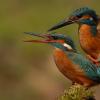 Половая система и особенности размножения птиц