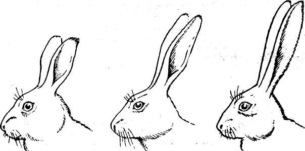 У зайца русака глаза коричневые. Стабилизирующий отбор заяц уши. Форма ушей у зайца. Строение ушей зайца беляка.